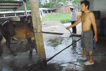 Khi lực lượng chức năng kiểm tra, người làm công của chủ bò rút ống ngay lập tức, giống như đang tắm cho bò (trên tay vẫn còn cầm đoạn ống- Ảnh do chi cục cung cấp)